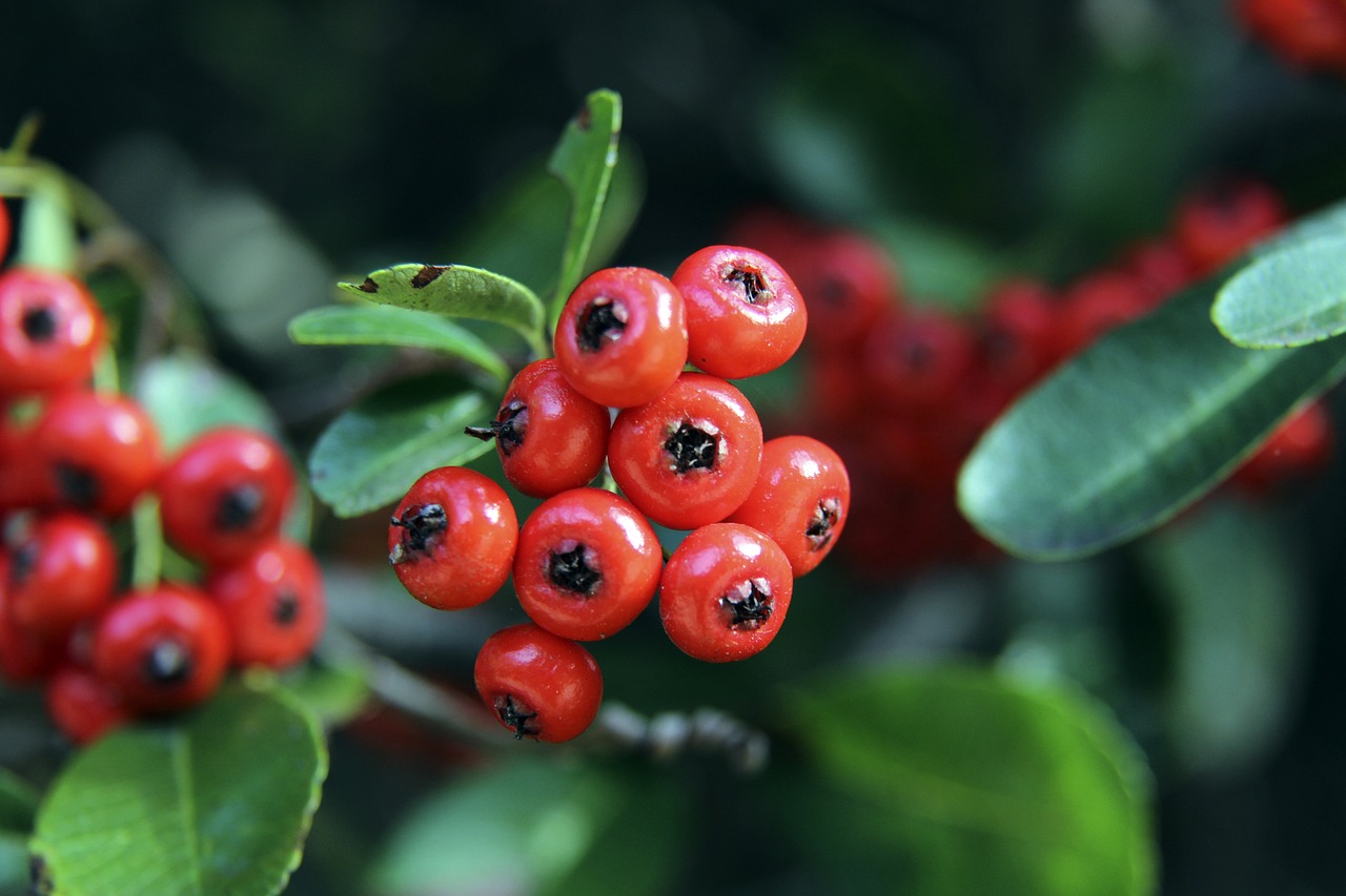 情和欲望 情和欲望